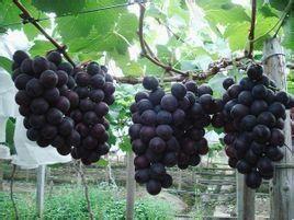 欧美葡萄四倍体图片